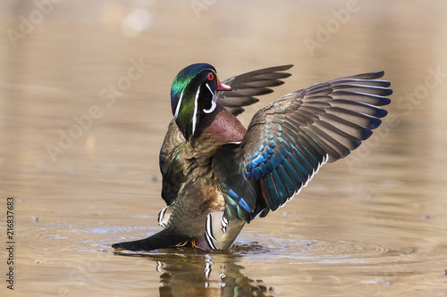 wood duck drake in spring