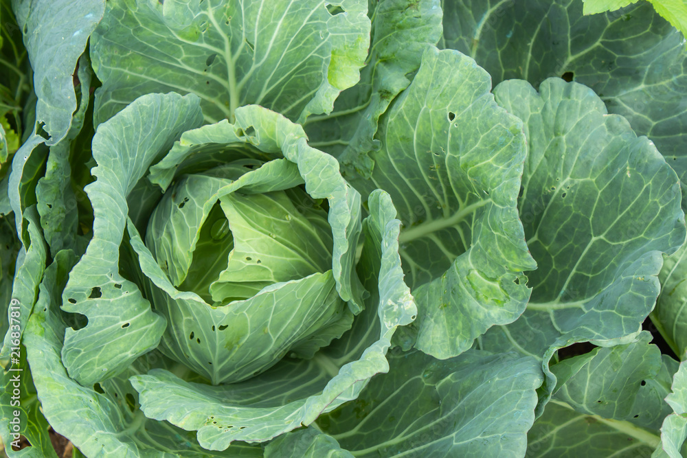 Cabbage grown on the farm land. Cabbage grown on the farm land.