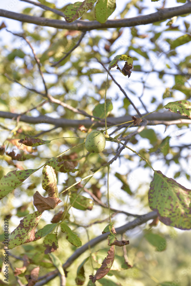 Nut on the tree Nut on the tree