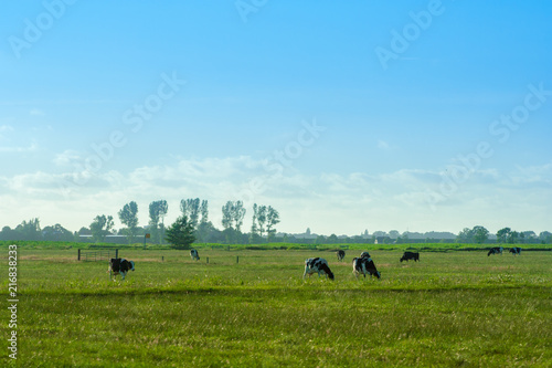 A herd of cows in a meadow in Germany. A beautiful landscape with animals grazing on the grass