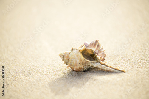 shell that is placed at the beach by the sea in the morning, see and feel the peace