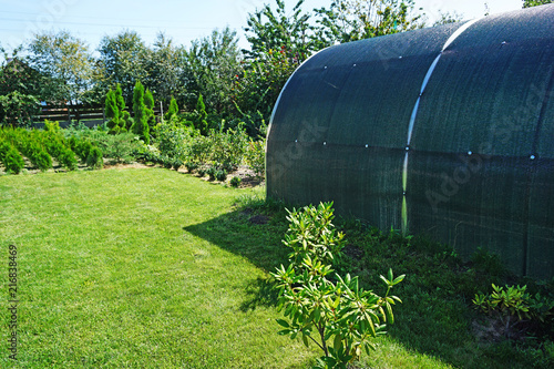 Greenhouse with drip irrigation for growing evergreens for the garden 