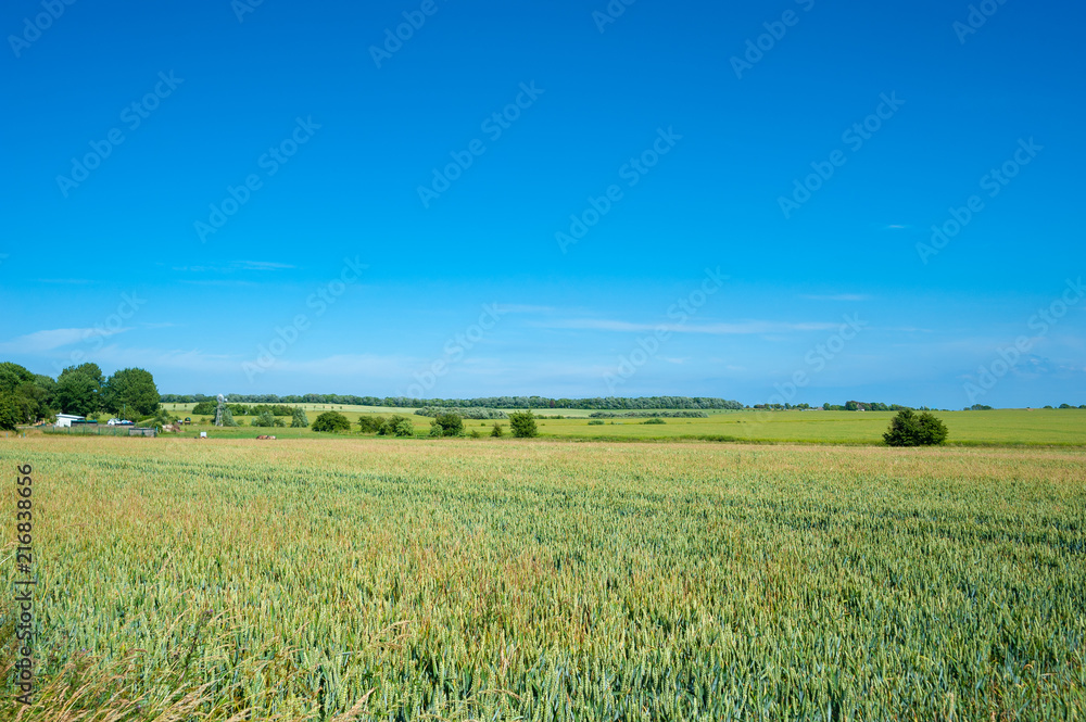 Landscape with grainfield at Cape Arkona