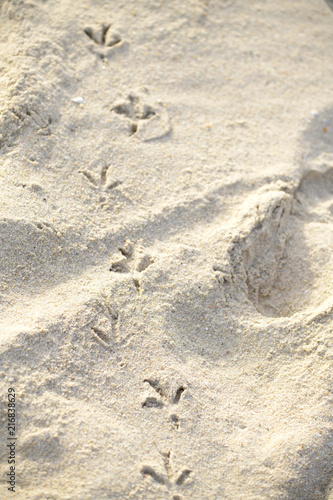 The footprints of animals that walk on the beach by the sea