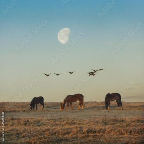 Tableau sur toile Moonrise over the Horses