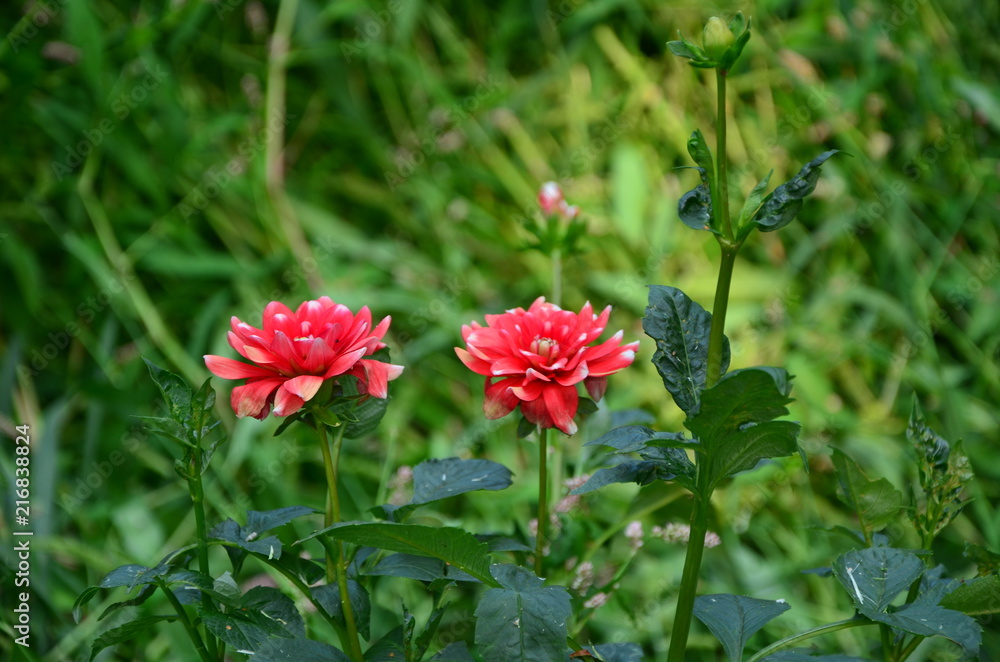 Blumen 2018 Blumen 2018