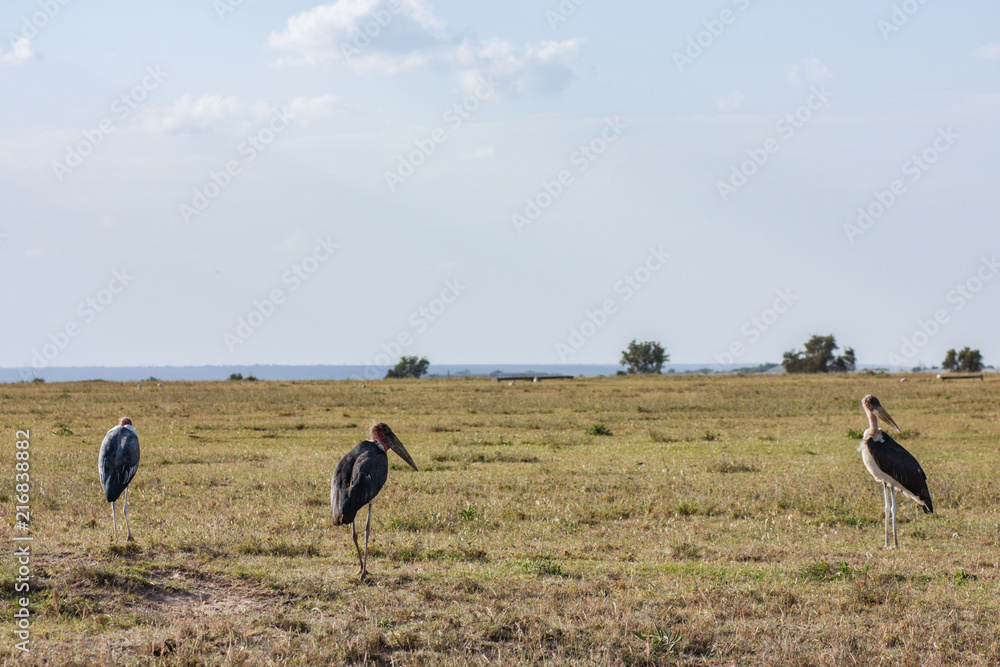 marabou big birds in Kenya marabou big birds in Kenya