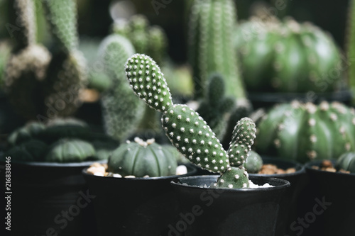 Opuntia microdasys cactus in the pot photo
