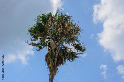 tall green palm tree on blue sky background and clouds