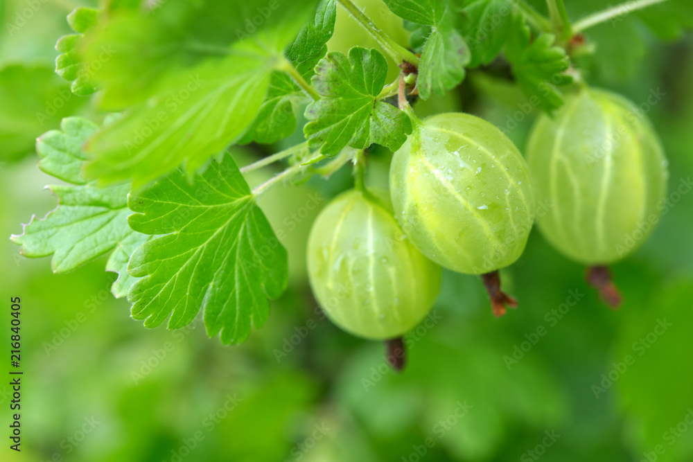 Fresh Green Gooseberries.