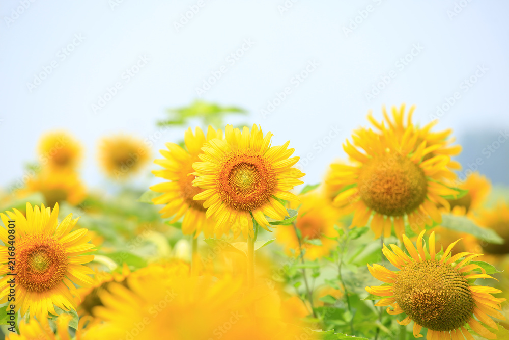 Obraz premium Sunflower