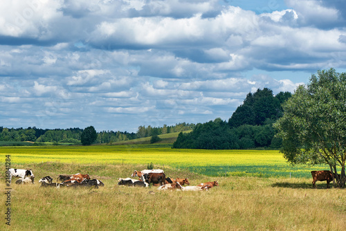 Wallpaper Mural Cows on a green field and blue sky. Torontodigital.ca