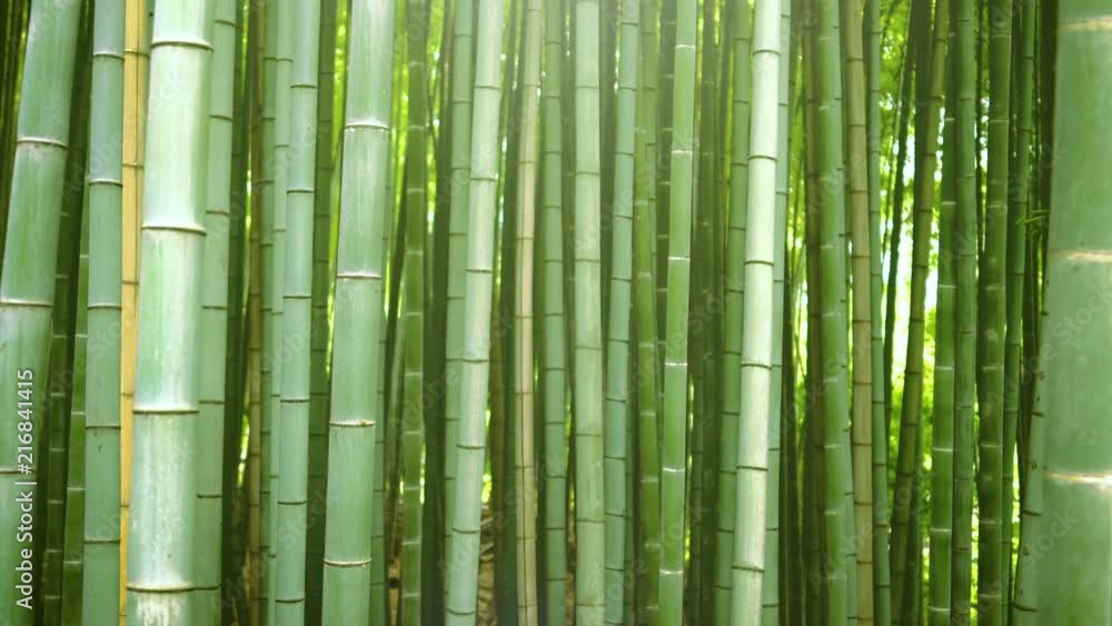 Beautiful Dense Bamboo Forest with Leaves and Sun Shining Through the Tree Tops. Beautiful Dense Bamboo Forest with Leaves and Sun Shining Through the Tree Tops.
