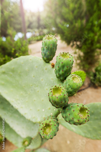 Fresh succulent cactus