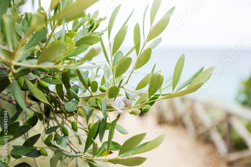 Fototapeta Naklejka Na Ścianę i Meble -  Olives on olive tree