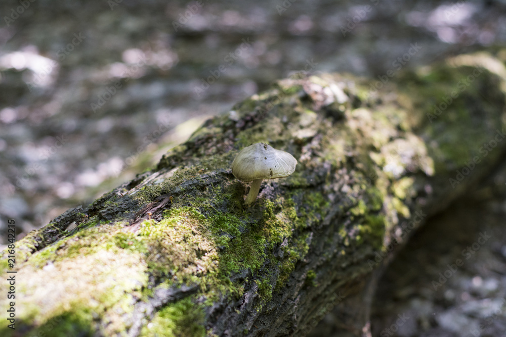 Inedible mushrooms grow on stumps in the forest. Inedible mushrooms grow on stumps in the forest.