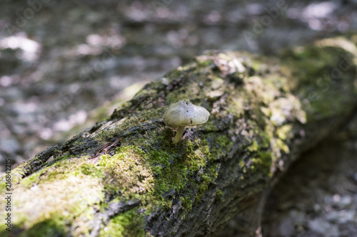 Inedible mushrooms grow on stumps in the forest.