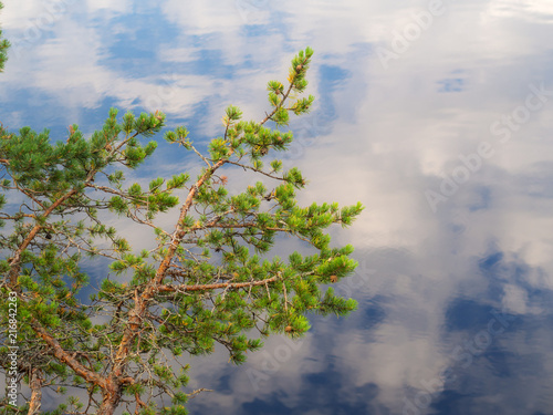 Pine branches against the background of water
