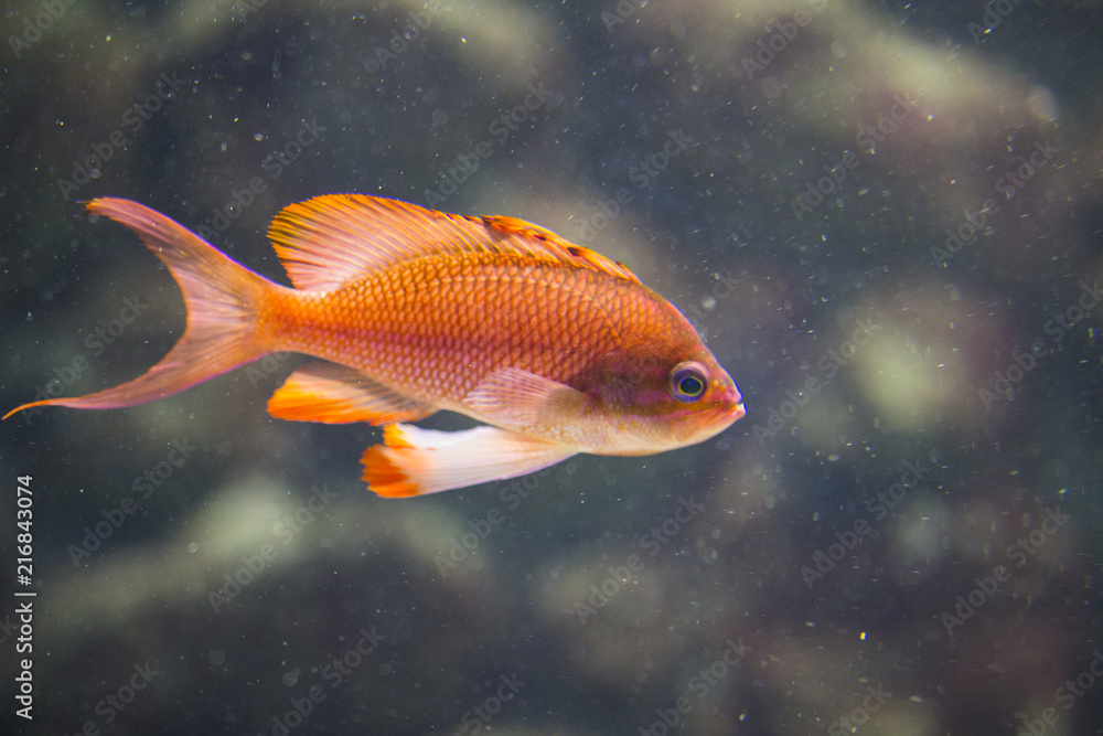 Fish in the deep blue sea 