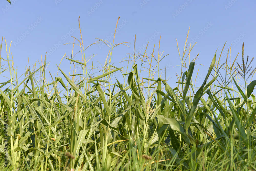 Fototapeta premium Corn field at sunnt day