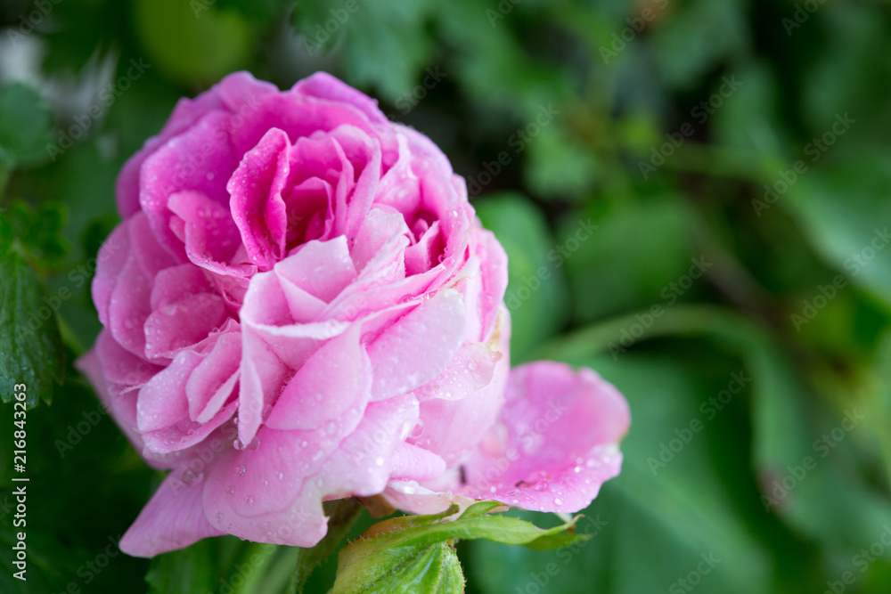 Closeup of pink rose .