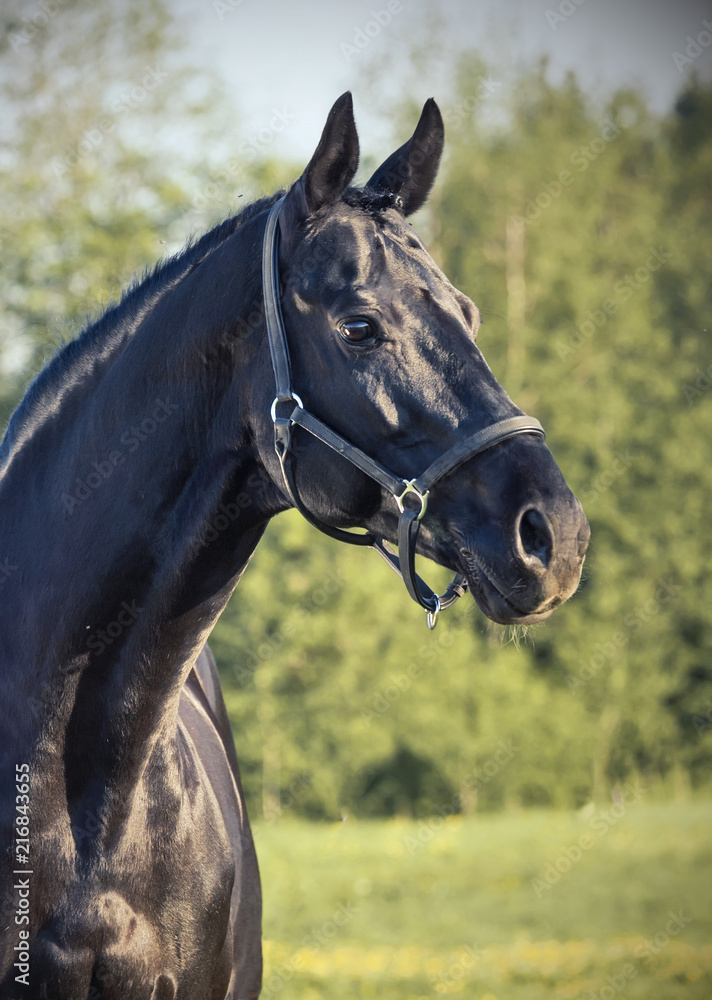 Portrait of  beautiful black breed stallion. summer