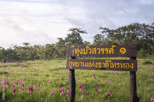 Siam tulip field Thung Bua Sawan View Point (Thung Dok Krachieo) at Sai Thong National Park Chaiyaphum Thailand photo