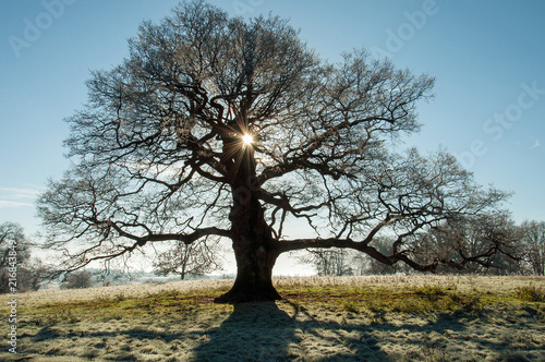 Old oak tree in an English meadow on a sunny day,