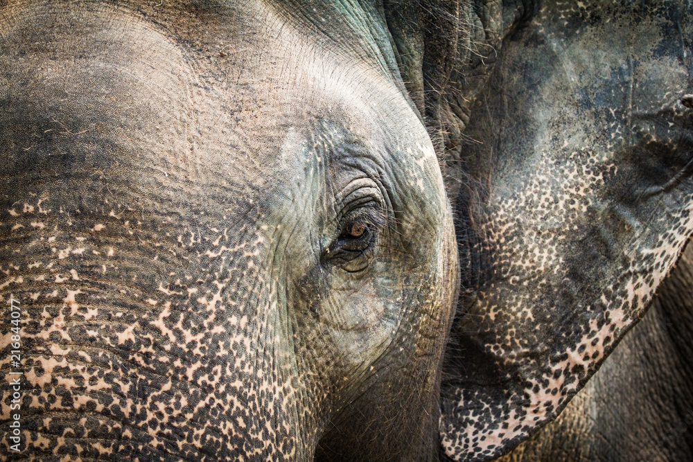 Naklejka premium asian elephant background