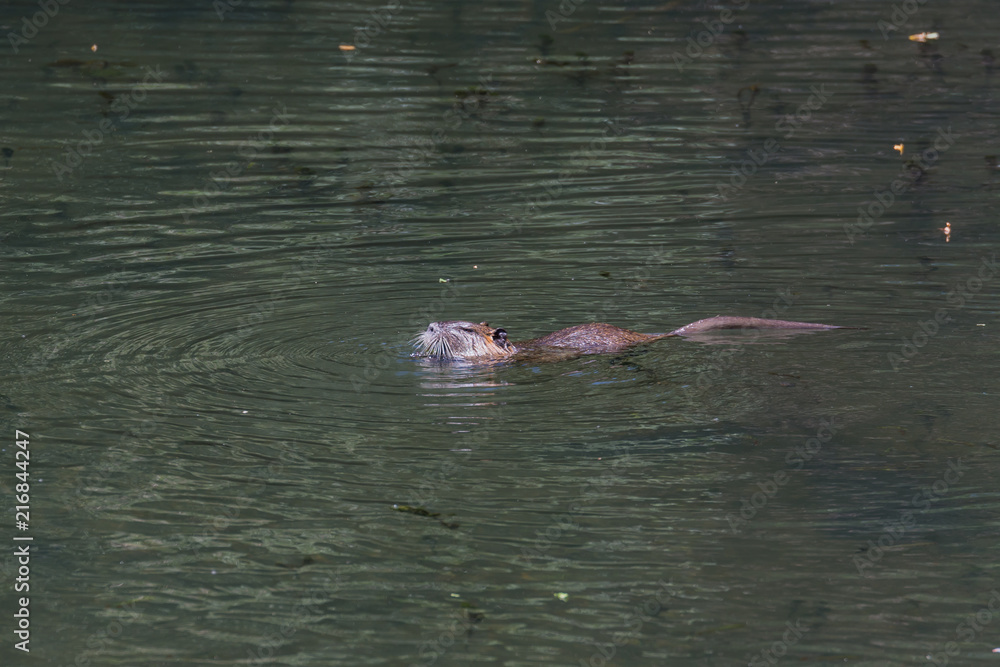 Obraz premium Biber in seinem Revier
