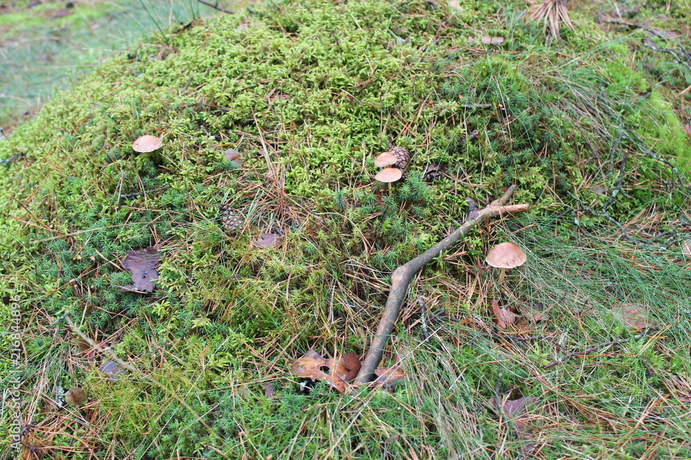 Obraz premium nature