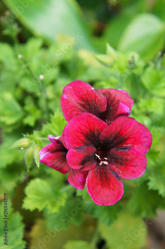 Fototapeta Naklejka Na Ścianę i Meble -  Pelargonium clarion dark red flowers with green vertical