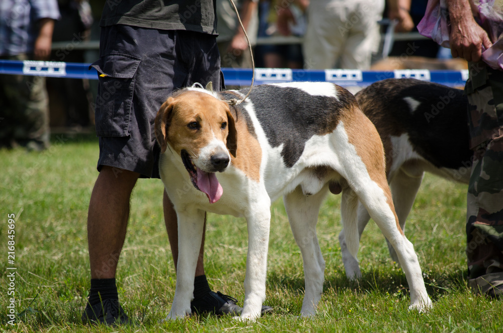 Detailed portrait of head of foxhound dog, brown and white color, looking up, copy space Detailed portrait of head of foxhound dog, brown and white color, looking up, copy space