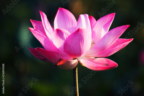 close up of beautiful blooming pink lotus flower