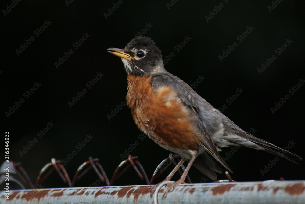 A Robin On A Rusty Fence A Robin On A Rusty Fence