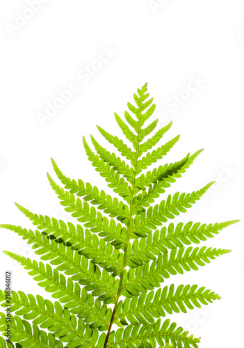 leaf fern isolated on white background.