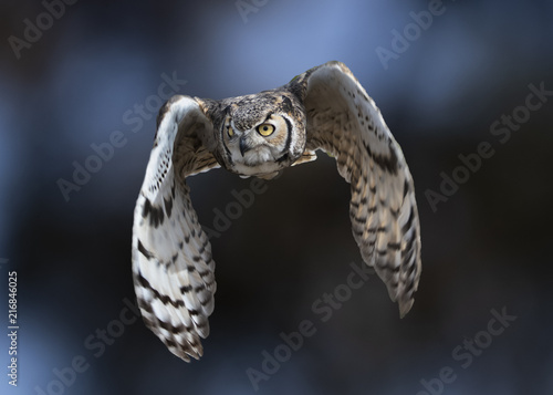 Great Horned Owl (Bubo virginianus) in Flight