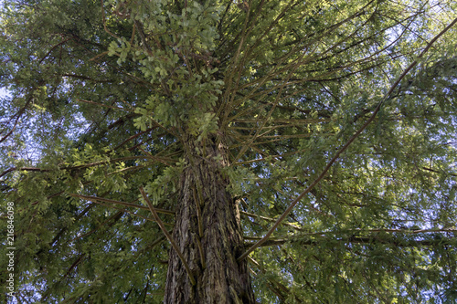 Secuoya o Sequoia