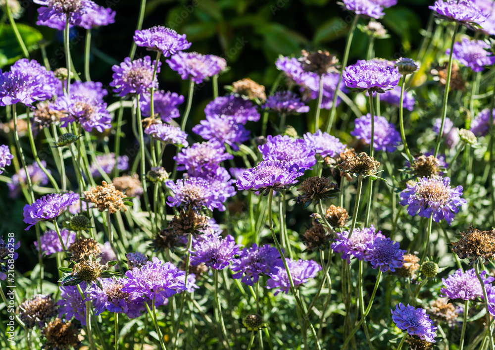 Obraz premium Summertime Scabious
