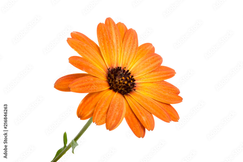 beautiful orange osteospermum or african daisy flower isolated on white beautiful orange osteospermum or african daisy flower isolated on white