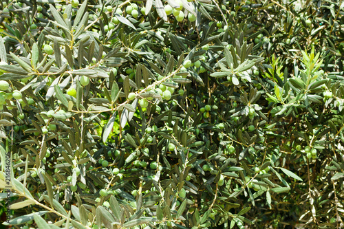 The branches of the olive tree with fruit. Natural green background