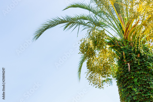 Green young Dates on a palm tree against blue sky. close up photo