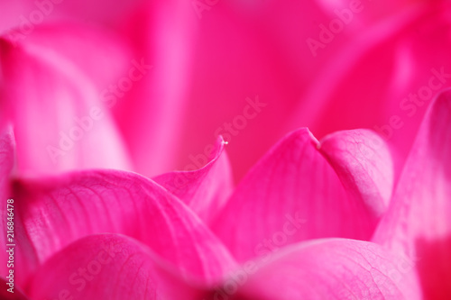 Wallpaper Mural close up of beautiful pink lotus flower petal Torontodigital.ca
