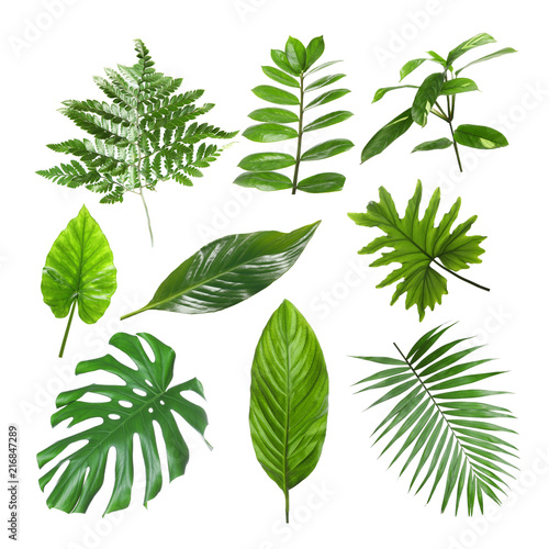 Set of different tropical leaves on white background