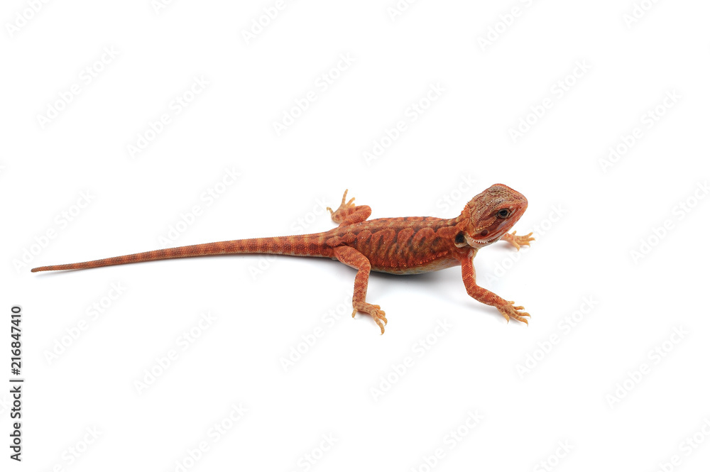 Naklejka premium Bearded Dragon isolated on white background