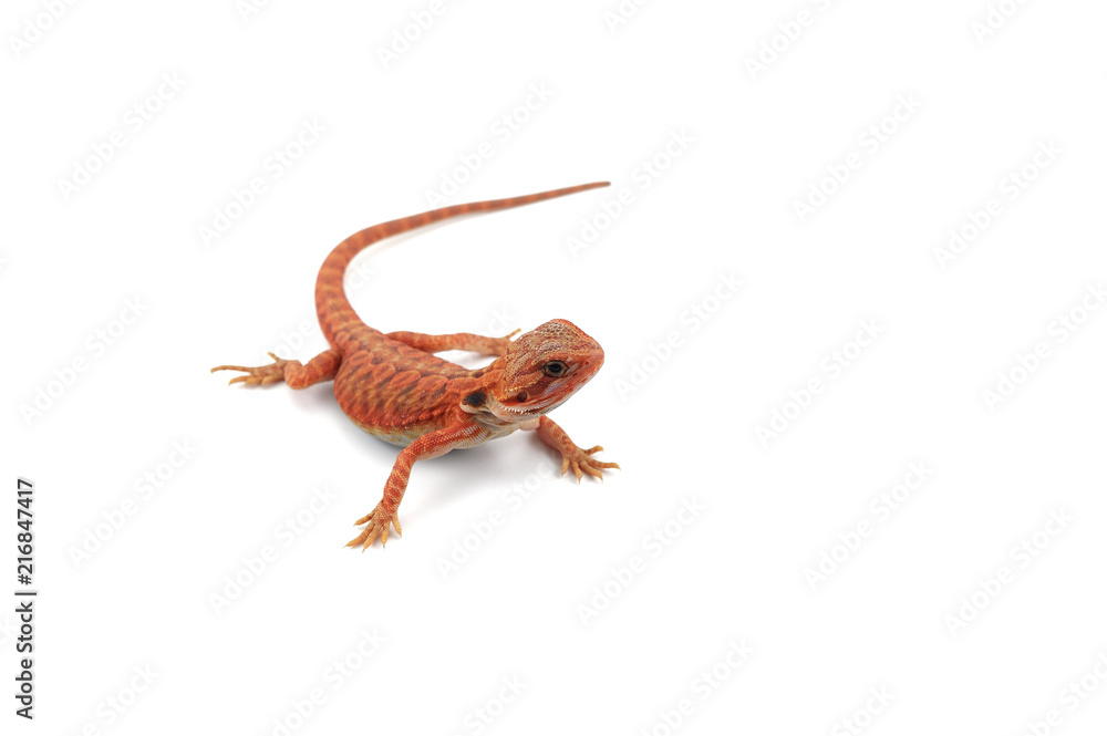 Obraz premium Bearded Dragon isolated on white background