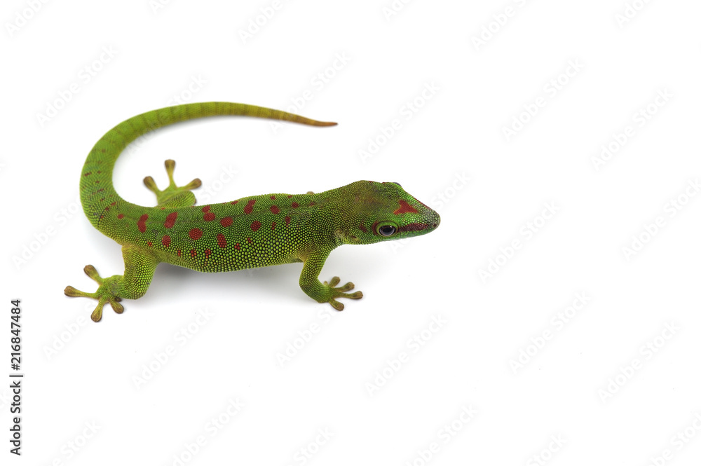 Fototapeta premium Madagascar gecko isolated on white background