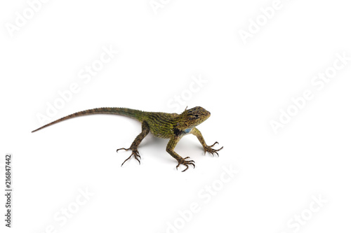 Green spiny lizard isolated on white background