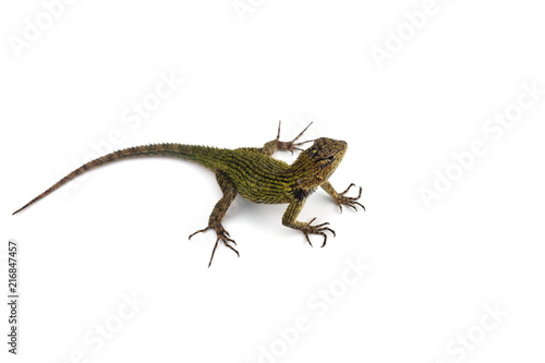 Green spiny lizard isolated on white background