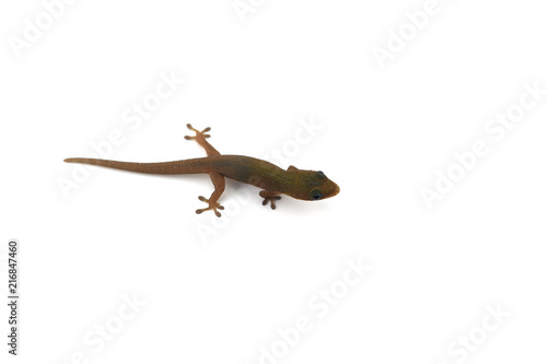 Madagascar gecko isolated on white background